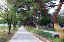 [양구]양구 원당리 소나무숲길 전국 아름다운 숲 선정