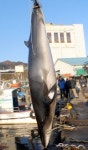 원덕유통 | [삼척]삼척 6m 밍크고래 혼획 4800만원 위판