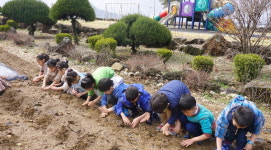 [철원]철원 장흥초 감자 심기 행사