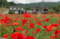 [원주]원주 꽃 양귀비 축제 보러 오세요