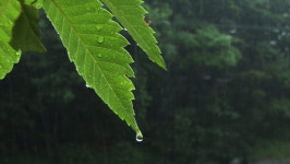  찔끔 비 논밭 다시 말라