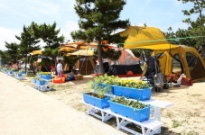 [고성]송지호 해변 모기퇴치 화단 설치