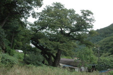 [평창]운교리 밤나무 관광자원화 필요