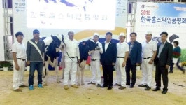 [철원]철원젖소, 품평회서 최다 수상