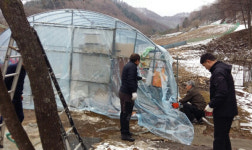 [정선]사북파출소 비닐하우스 복구 자원봉사
