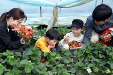 딸기빙수 만들어보세요