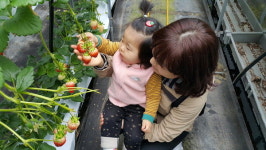 [속초]생애 첫 딸기 체험