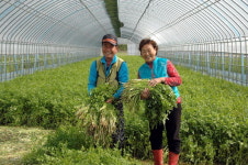 [평창]평창 돌미나리 대량 생산 성공