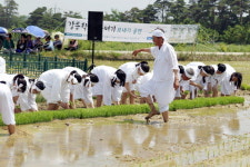 강릉학산오독떼기 손 모내기 시연