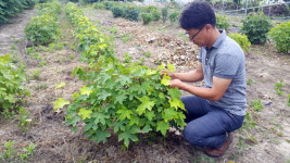 [강릉]강릉 민가시 개두릅 보급 확대