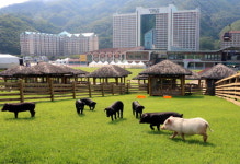 홍천 비발디파크 동물농장 개장