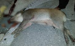 강릉 주택가에 멧돼지 또 출몰