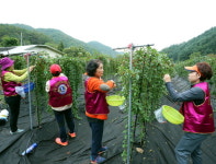 [홍천]서울 천사라이온스클럽 홍천서 수확 봉사