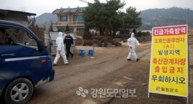 [철원]철원·화천 AI  확산 막아라 방역 안간힘