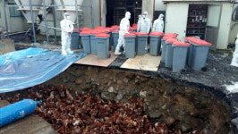 [인제]인제 AI  발생에 당혹, 인접지역도 비상