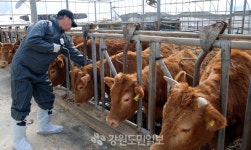 다가오는 ‘구제역’ 커지는 ‘근심’