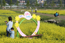 [강릉]경포 생태저류지 유채꽃 만발