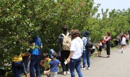 [양양]양양 명지리 앵두마을 앵두축제