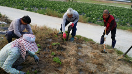 [원주]원주 부론면 꽃길 조성 사업