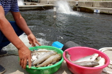 [영월]강원남부권 가뭄 극심 송어양식장 타격