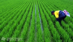 도전역 단비 농촌 일손 모처럼 분주