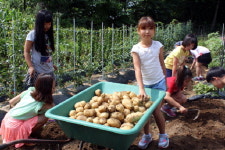 [철원]철원 용정초 감자 수확 체험