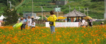 [속초]속초해변 바다정원 꽃 만개