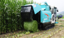 [횡성]횡성지역 조사료 1만t 생산 전망