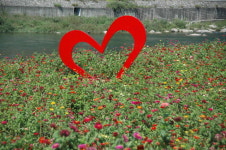 백일홍·코스모스 향기따라 꽃길만 걷자