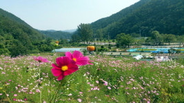 [삼척]삼척 내미로리 미로정원 ‘가을 명소’ 부상