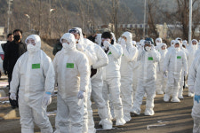 철원 양계농가 5곳 예방적 살처분