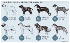 [동감  2℃] 개 ‘ 입마개 착용 의무화’ 논란