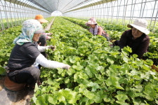 [양구]봄철 입맛 사로잡는 양구 곰취 본격 수확