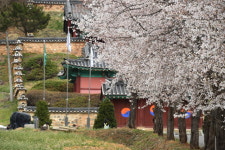 [화천]화천향교에 핀 벚꽃