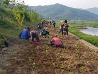 [철원]철원 도창리 해바라기 꽃길 조성