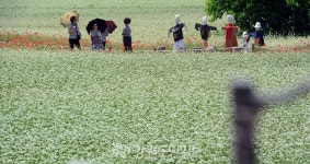 메밀꽃 필 무렵