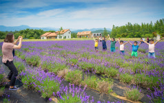 [고성]라벤더 꽃 만개