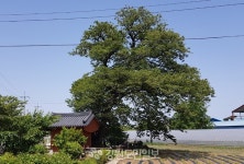 [강릉]강릉 옥계면 현내리 고욤나무 천연기념물 지정