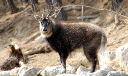 양구 산양증식복원센터, 산양 6마리 방사