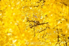 가을볕 쬐는 참새