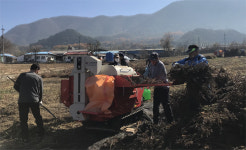[평창]평창군농업기술센터 직원 들깨수확 일손돕기