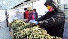 [양구]양구 펀치볼 시래기 667t 생산