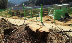 [양구]양구 도사리 태양광시설 벌목된 소나무 방치