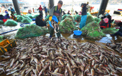 금어기 풀린 삼척 임원항