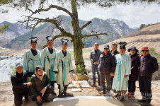 [정선]정선 몰운대 500년 수령 고사 소나무 후계목 식재