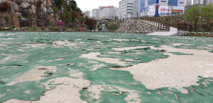 [강릉]뜯겨진 사임당 공원, 관리 안 하는 강릉시