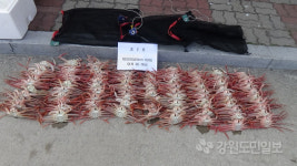 [속초]체장미달 대게 포획 60대 검거