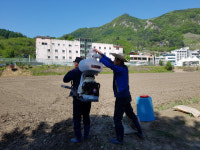 [춘천]강촌1리 메밀씨앗 파종