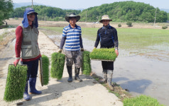 [양구]양구 해안면 현3리, 이웃사랑 모내기
