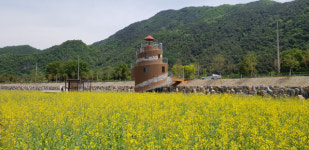 [평창]평창읍 노람들 아침정원 ‘장관’